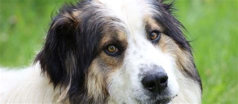 torjack|Tornjak: Dog Breed Characteristics & Care .
